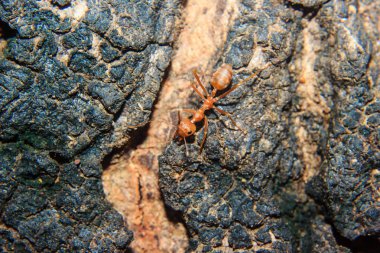 Kırmızı karınca yakın çekim