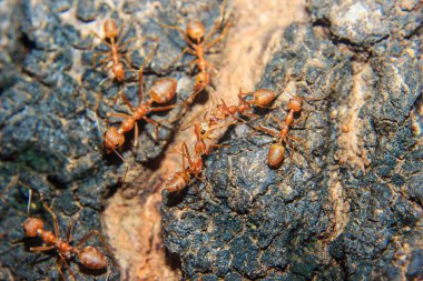 Kırmızı karınca yakın çekim