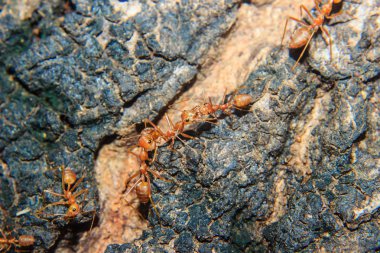 Kırmızı karınca yakın çekim