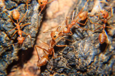 Kırmızı karınca yakın çekim