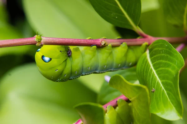 Caterpillar féreg ágon a kertben — Stock Fotó