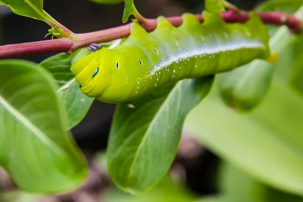 Vers chenille sur la branche dans le jardin — Photo