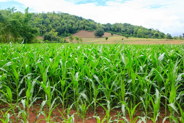 Green corn field — Stock Photo, Image