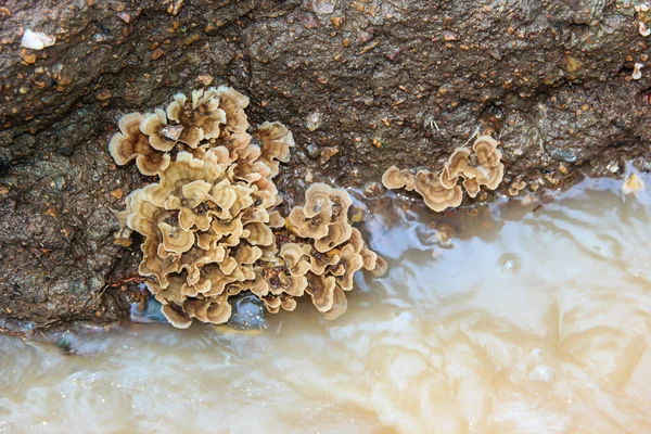 Perto de cogumelo — Fotografia de Stock
