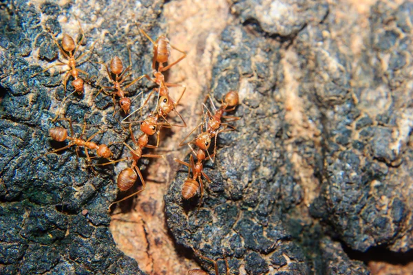 红蚂蚁的特写 — 图库照片
