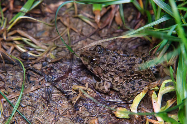 Nahaufnahme eines auf dem Gras sitzenden Froschs — Stockfoto