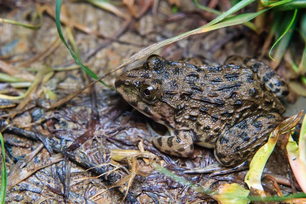 Close up of frog sitting on the grass — Stock Photo, Image