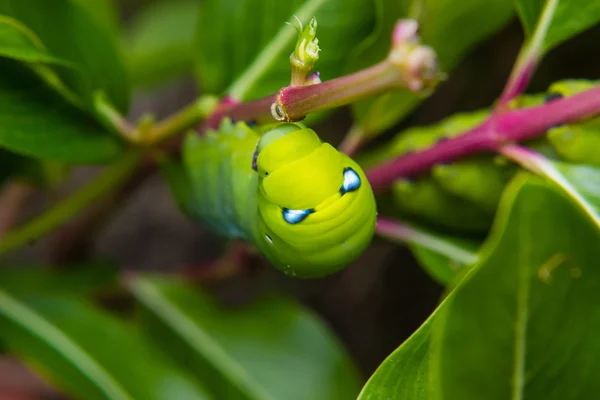 在花园里的树枝上的毛毛虫蠕虫 — 图库照片