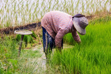 Çiftçi hazırlık pirinç fide tesisi için
