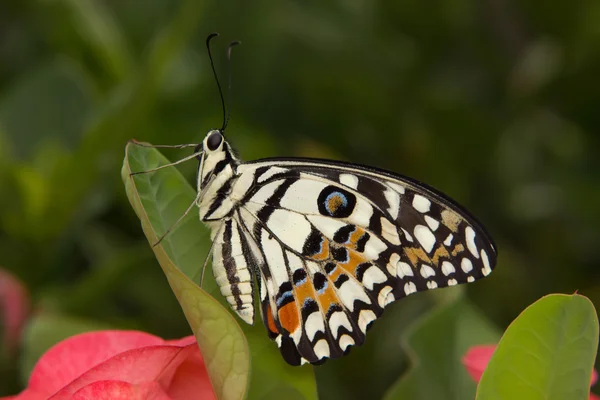 Mariposa sobre hoja verde — Foto de Stock