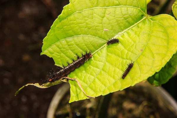Červ housenka na listu v zahradě — Stock fotografie