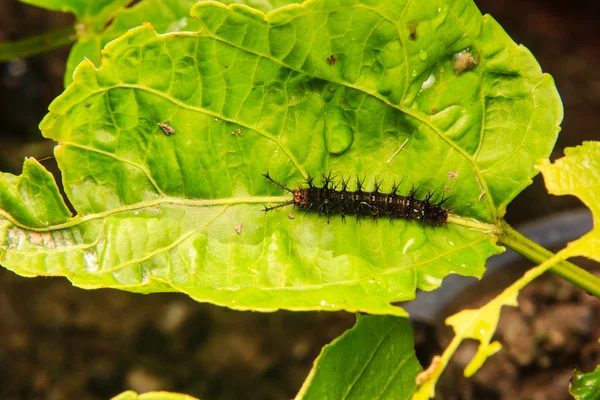 Gusano de oruga en la hoja en el jardín —  Fotos de Stock