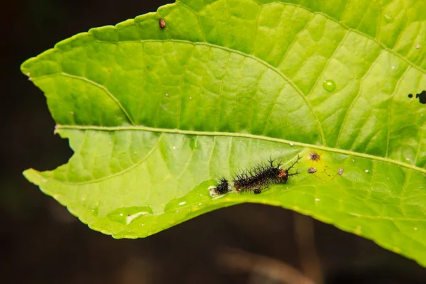 Červ housenka na listu v zahradě — Stock fotografie