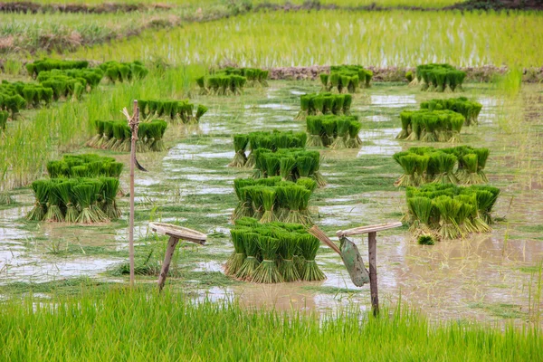 Semis de riz sur de l'eau boueuse — Photo