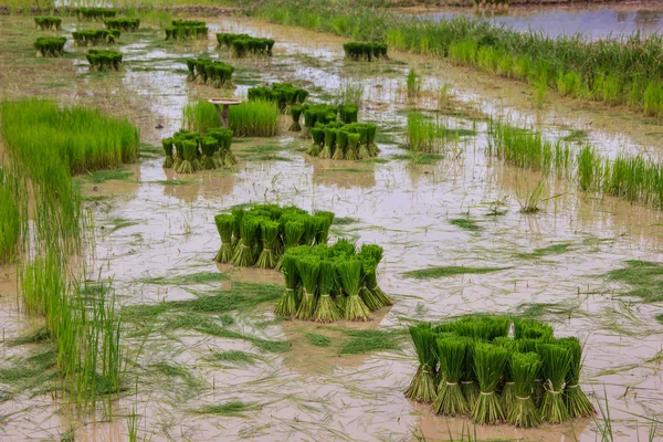Bibit padi di atas air berlumpur — Stok Foto