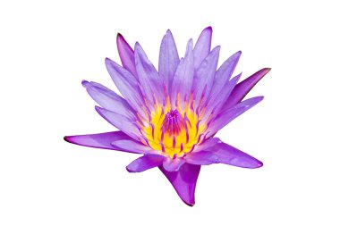 Menekşe nilüfer veya lotus çiçek