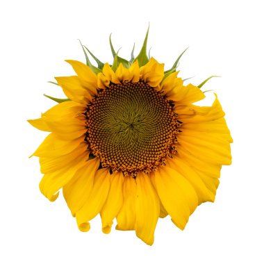 Beyaz arkaplanda izole edilmiş ayçiçeği