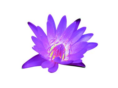 Menekşe nilüfer veya lotus çiçek