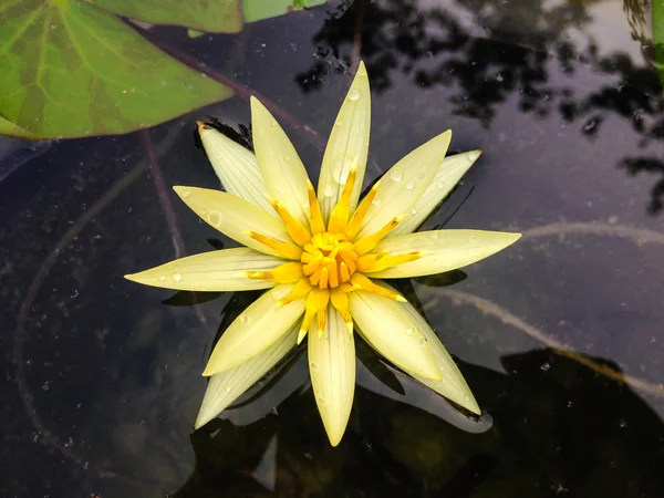 Желтая водяная лилия или цветок лотоса, цветущий на пруду — стоковое фото