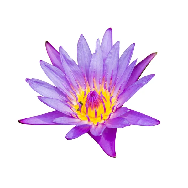 Violette Seerose oder Lotusblume — Stockfoto