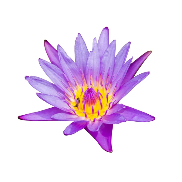 Violet waterlily or lotus flower — Stock Photo, Image