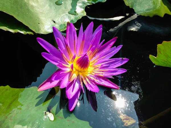 Фіолетова лілія або квітка лотоса, що квітуча на ставку — стокове фото