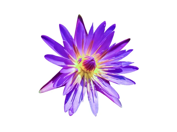 Violet waterlily of lotus bloem — Stockfoto