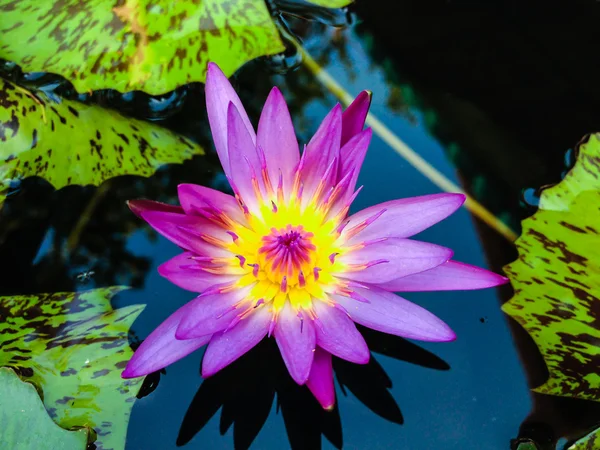 Violet waterlily or lotus flower blooming on pond — Stock Photo, Image