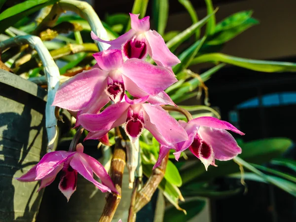 Flor de orquídea rosa — Foto de Stock