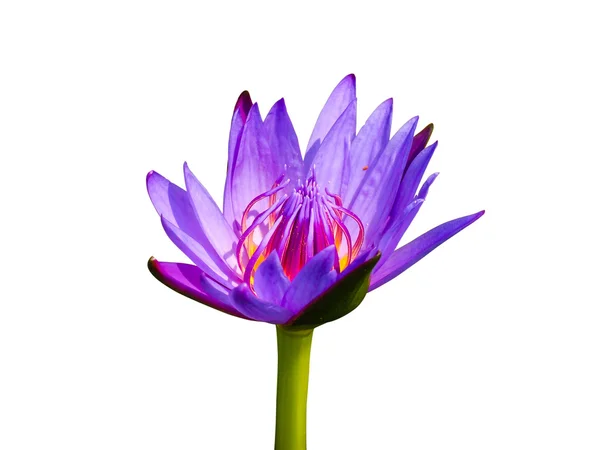 Violet waterlily or lotus flower — Stock Photo, Image