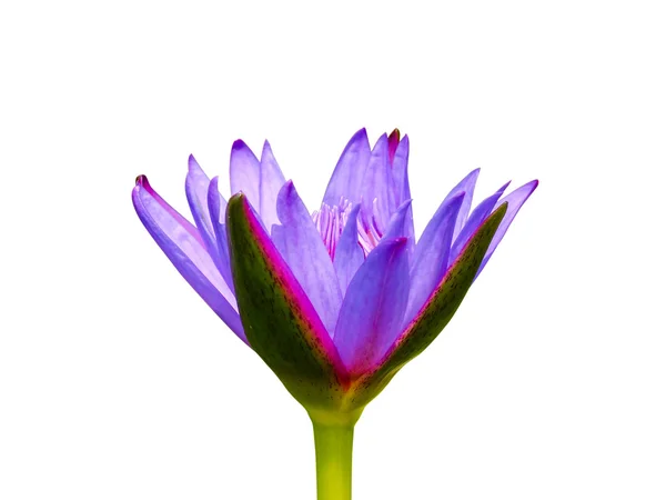 Violet waterlily or lotus flower — Stock Photo, Image