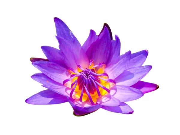 Violet waterlily or lotus flower — Stock Photo, Image