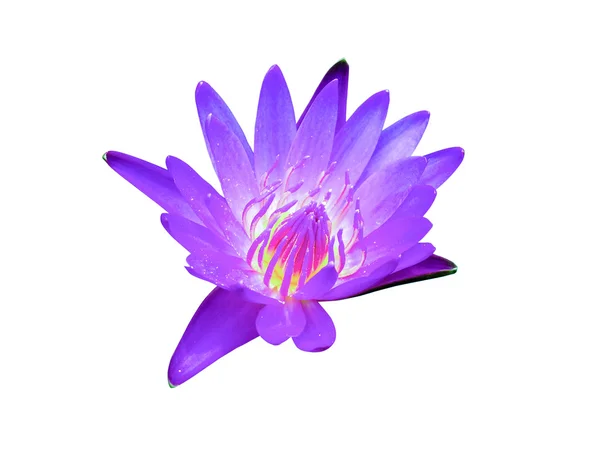 Violet waterlily or lotus flower — Stock Photo, Image