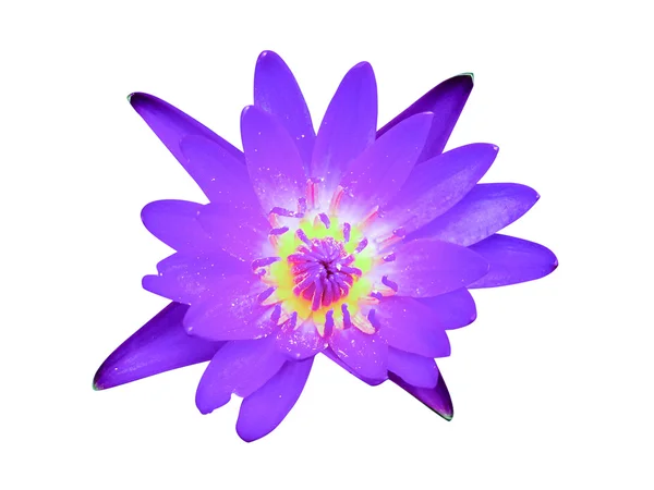 Violet waterlily or lotus flower — Stock Photo, Image