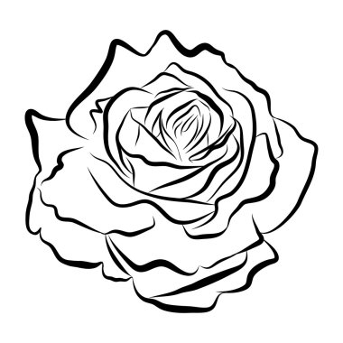 Gül izole illüstrasyon kroki çizim