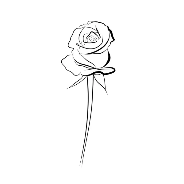 Skica perokresba růže — Stockový vektor