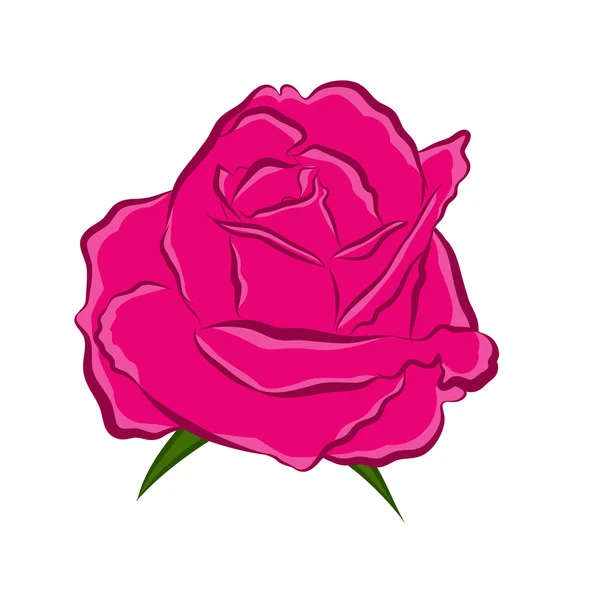 Pink rose isolated illustration — Stock Vector