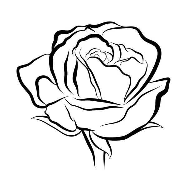 Рисунок розы — стоковый вектор