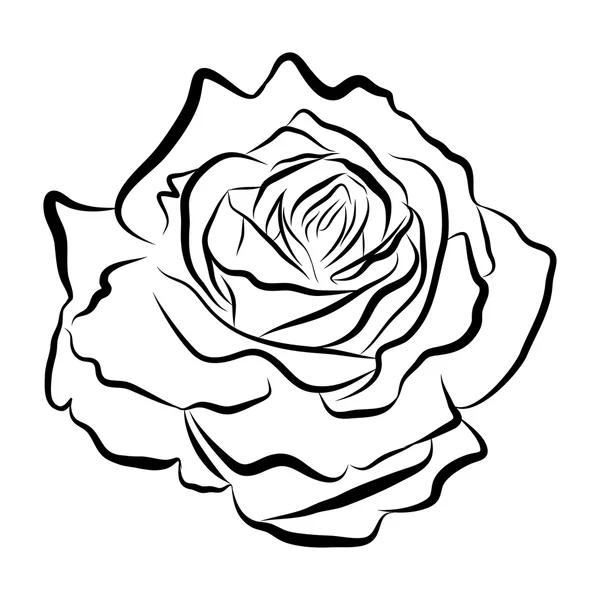 Croquis dessin de ligne de rose illustration isolée — Image vectorielle