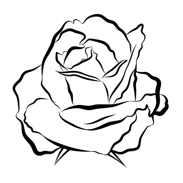 Vázlat vonalas rajz Rózsa — Stock Vector