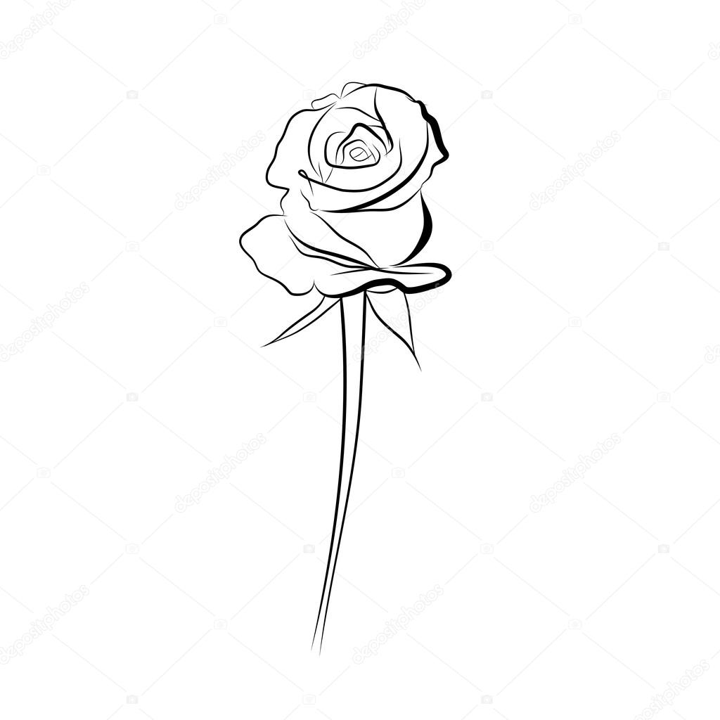  Dessin  au trait esquisse de rose   Image vectorielle 