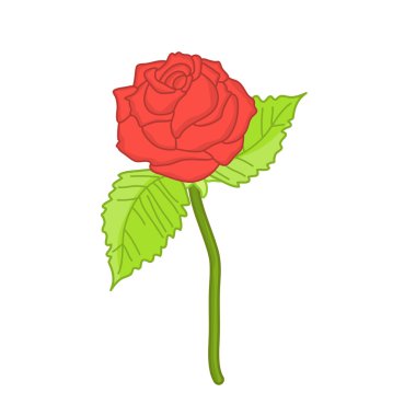 kırmızı gül izole illüstrasyon