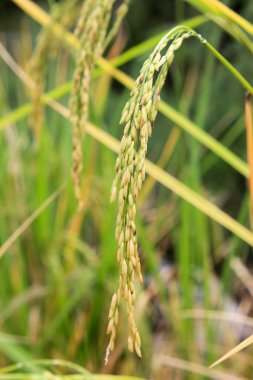 Çeltik tarlasında pirinç yetişiyor.