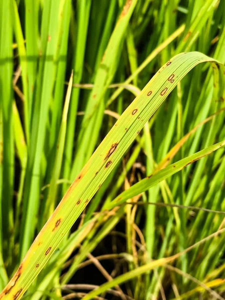 Tutup Rice Blast Disease Sawah — Stok Foto