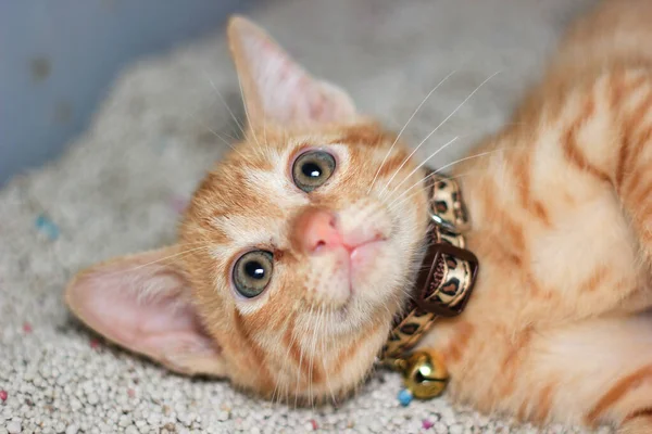 close up of cat lying on the cat litter