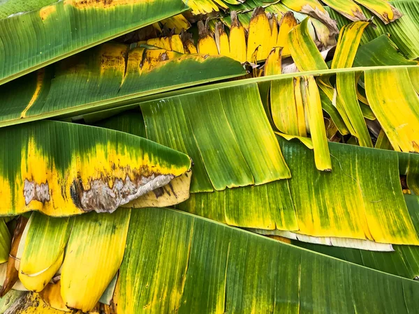 Banana leaves texture background