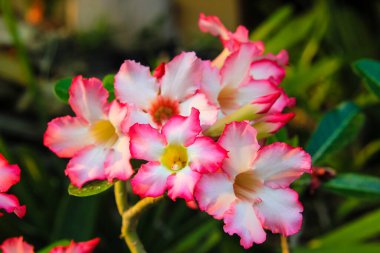 Çöl Gülü veya Impala Çiçeği Bahçede