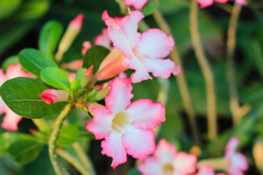 Çöl Gülü veya Impala Çiçeği Bahçede