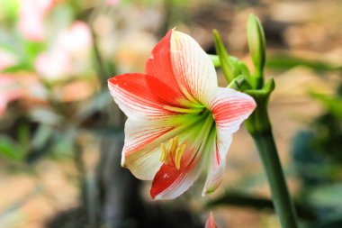 Hippeastrum johnsonii Bahçeye güzel bir çiçek göm