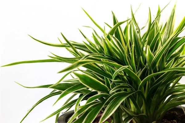 Çizgili Dracaena bitki